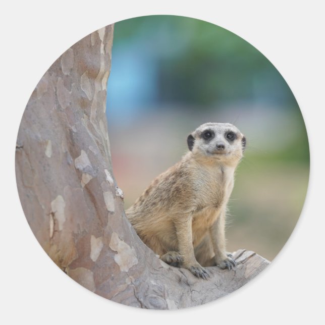 Pegatina Redonda Meerkat Sat en el árbol (Anverso)