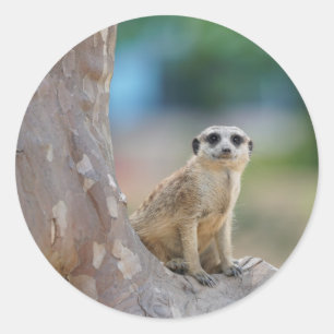 Pegatina Redonda Meerkat Sat en el árbol