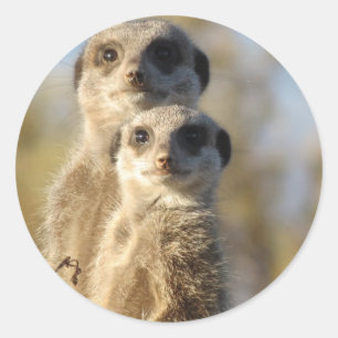 Pegatina Redonda Meerkats