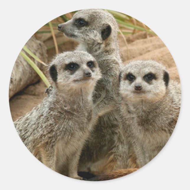 Pegatina Redonda Meerkats en la mira (Anverso)