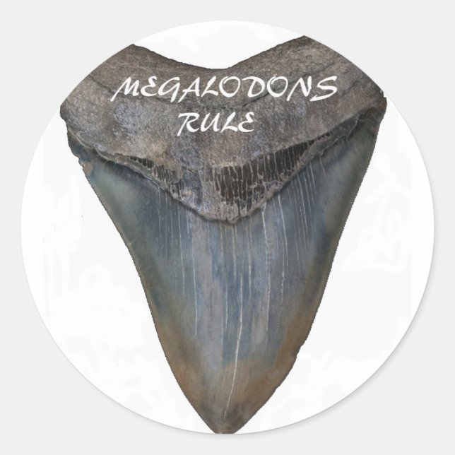 Pegatina Redonda Megalodon Shark Tooth (Anverso)