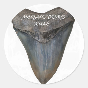 Pegatina Redonda Megalodon Shark Tooth