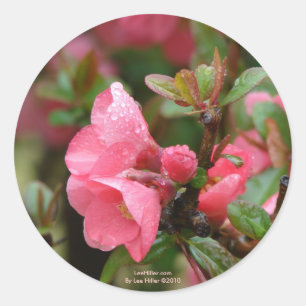 Pegatina Redonda Membrillo de floración rosa en primavera