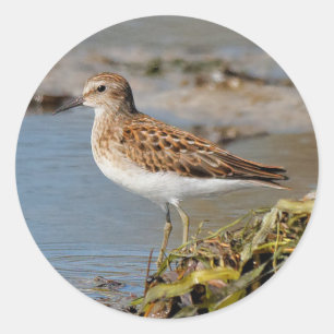 Pegatina Redonda Menos Sandpiper en las casetas
