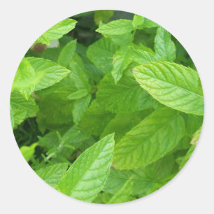 Pegatina Redonda Menta