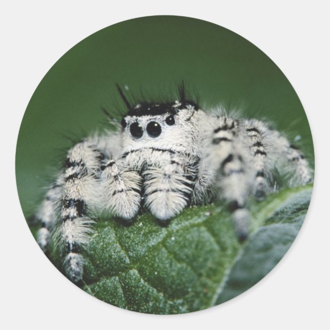 Pegatina Redonda Metaphid Jumping Spider (Anverso)