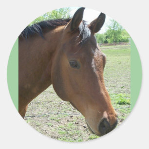 Pegatina Redonda Mi amigo, el caballo