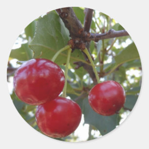 Pegatina Redonda Michigan Cherries