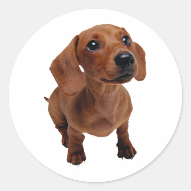 Pegatina Redonda Mini Dachshund Decal (Anverso)