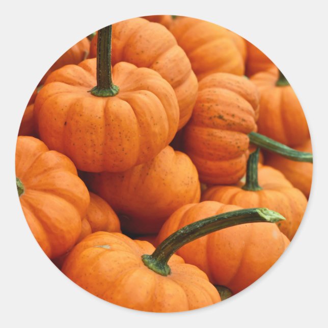 Pegatina Redonda Mini Fall Pumpkin Photo (Anverso)