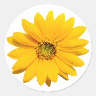 Pegatina Redonda Mini girasol amarillo - Flor de girasol bebé peque