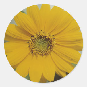 Pegatina Redonda Mini girasol amarillo - Flor de girasol bebé peque