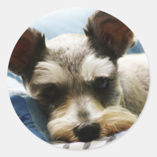 Pegatina Redonda Mini Schnauzer