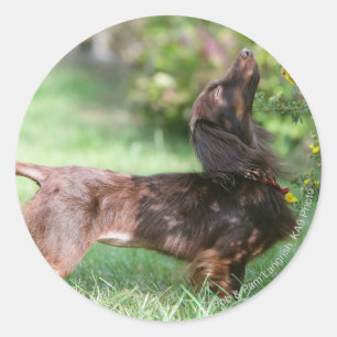 Pegatina Redonda Miniatura de pelo largo Dachshund 1