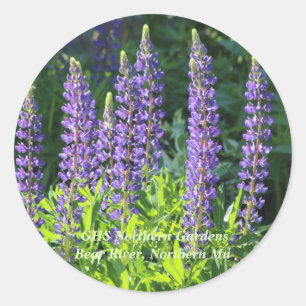 Pegatina Redonda Minnesota Purple Lupine