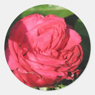 Pegatina Redonda Miss All-American Beauty Hybrid Tea Rosa 097
