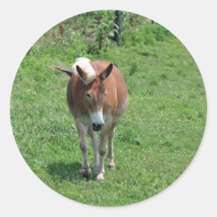 Pegatina Redonda MIssouri Mule