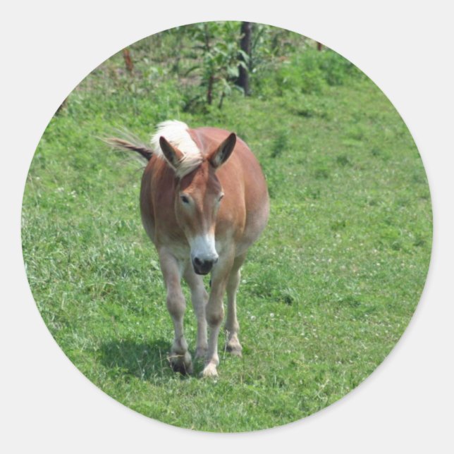 Pegatina Redonda MIssouri Mule (Anverso)