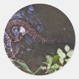 Pegatina Redonda Mocánula de agua, cottonmouth, Agkistrodon piscivo