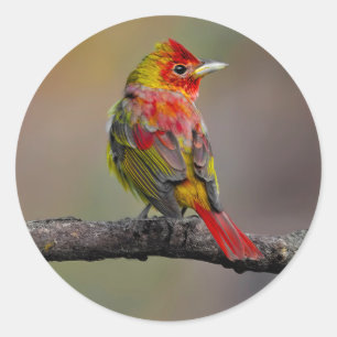 Pegatina Redonda Moldura de Tanager de escarlata - Fotografía origi