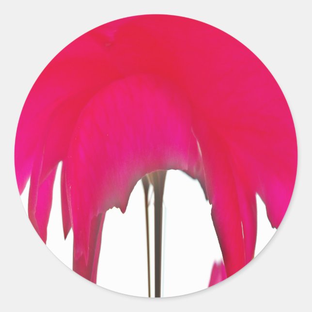 Pegatina Redonda Momento capturado: Elegancia de Petal de Rosa Roja (Anverso)