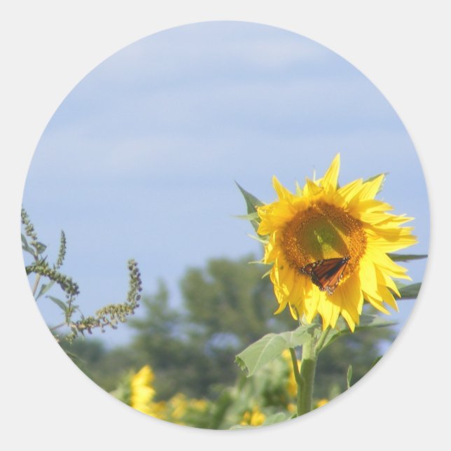 Pegatina Redonda Monarca del girasol - Personalizar! (Anverso)