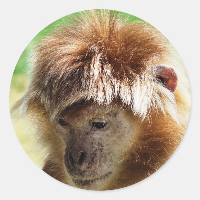 PEGATINA REDONDA MONKEYS (Anverso)