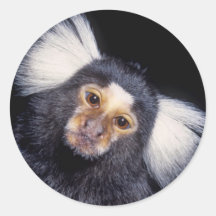 Mono de Marmoset
