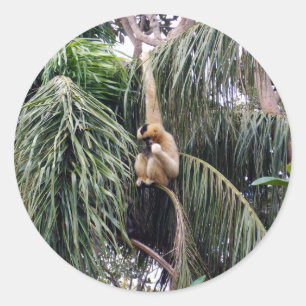 Pegatina Redonda Mono Gibbon Colgando Por Ahí,