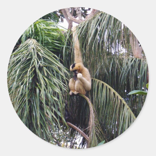 Pegatina Redonda Mono Gibbon Colgando Por Ahí, (Anverso)