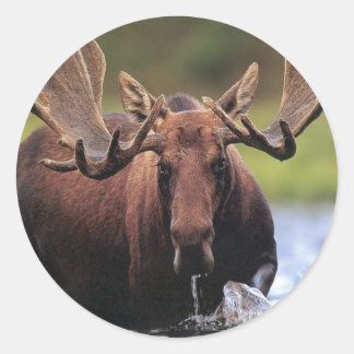 Pegatina Redonda Moose