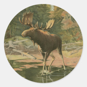 Pegatina Redonda Moose caminando en el agua