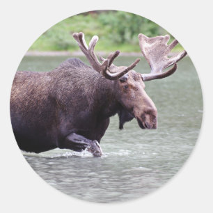 Pegatina Redonda Moose on the Mission