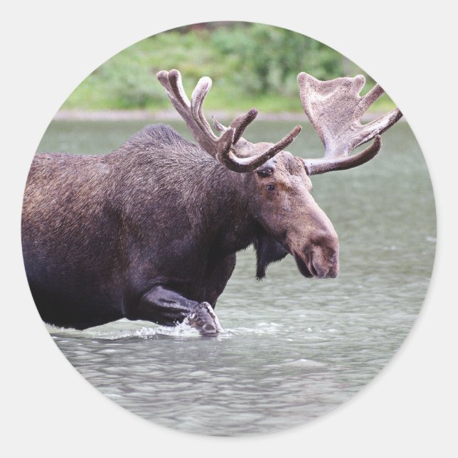 Pegatina Redonda Moose on the Mission (Anverso)