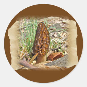 Pegatina Redonda Morel Mushroom