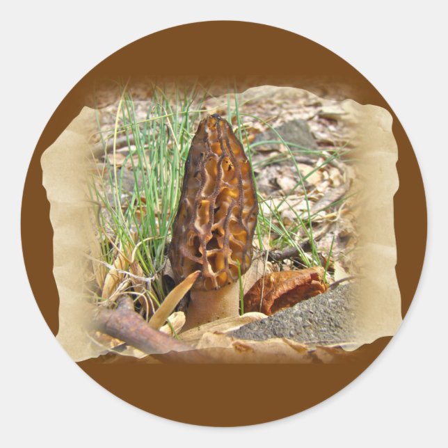Pegatina Redonda Morel Mushroom (Anverso)