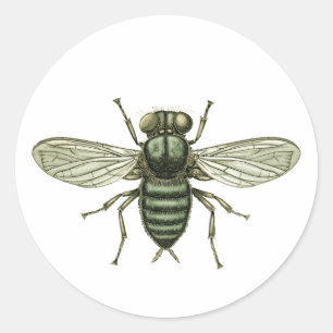 Pegatina Redonda mosca verde