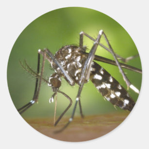 Pegatina Redonda Mosquito de tigre
