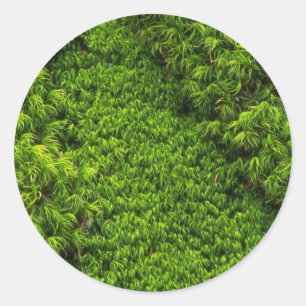 Pegatina Redonda Moss