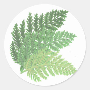 Pegatina Redonda Moss Green Fern