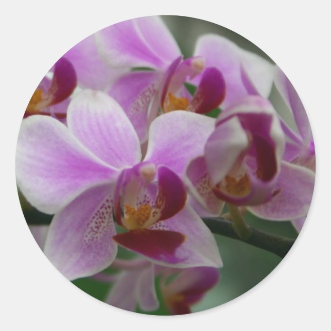 Pegatina Redonda Moth Orchid (Anverso)
