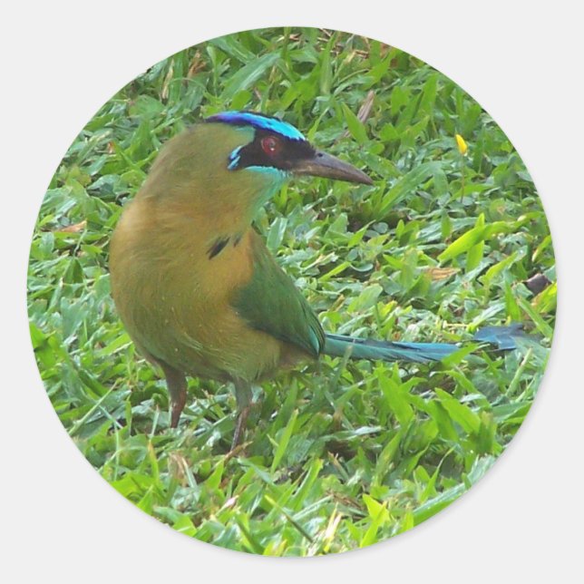 Pegatina Redonda Motmot de corona azul (Anverso)