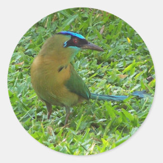 Pegatina Redonda Motmot de corona azul