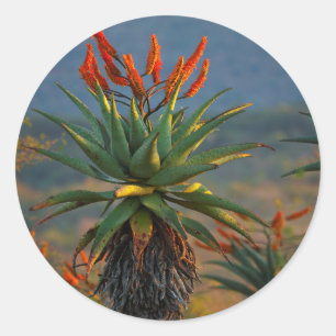 Pegatina Redonda Mountain Aloe (Aloe Marlothii Berger) 2