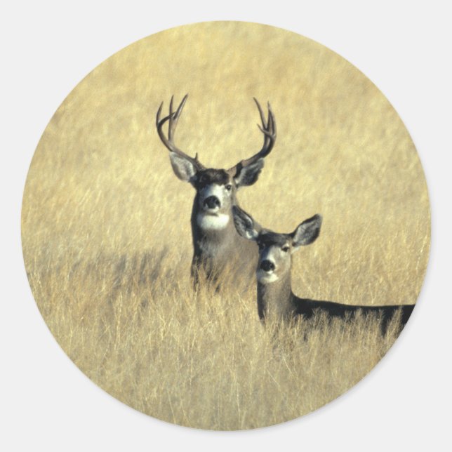 Pegatina Redonda Mule Deer Buck - Doe (Anverso)