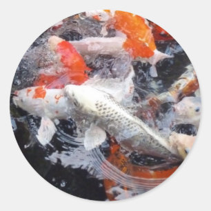 Pegatina Redonda Multitud de Koi