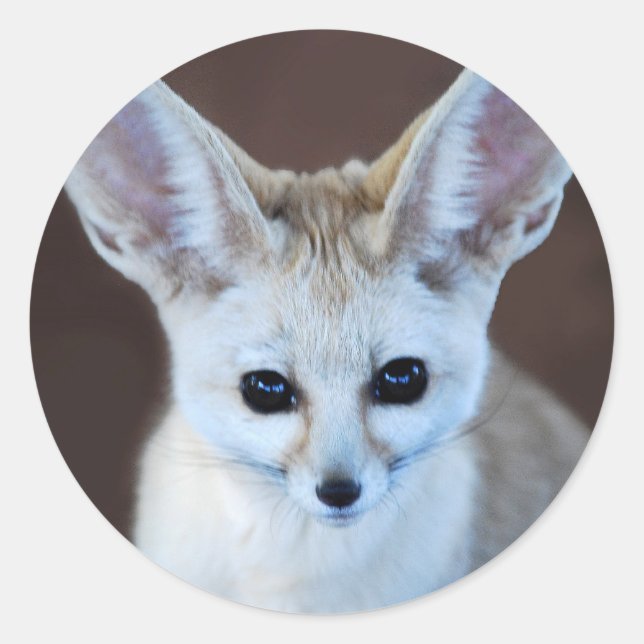 Pegatina Redonda Mundos Cutest Fennec Fox (Anverso)