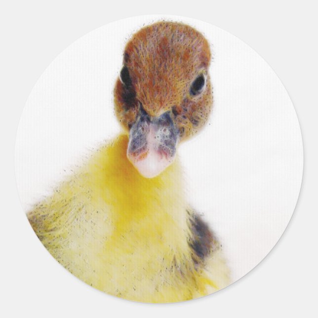 Pegatina Redonda Muscovy Duckling (Anverso)