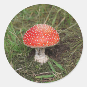 Pegatina Redonda Mushroom mágico