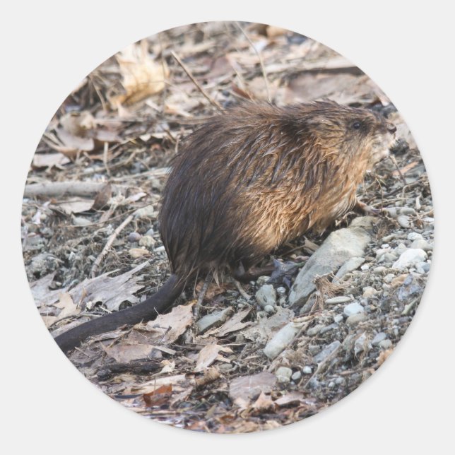 Pegatina Redonda Muskrat (Anverso)